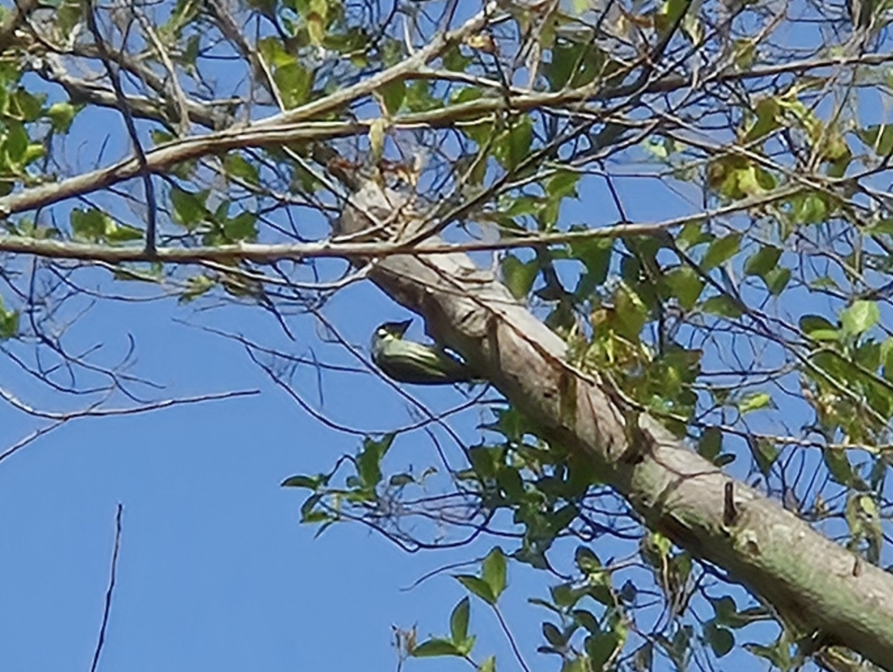 Coppersmith Barbet (Psilopogon haemacephalus), photo 2