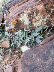 Myriopteris parryi image