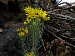 Euryops tenuissimus