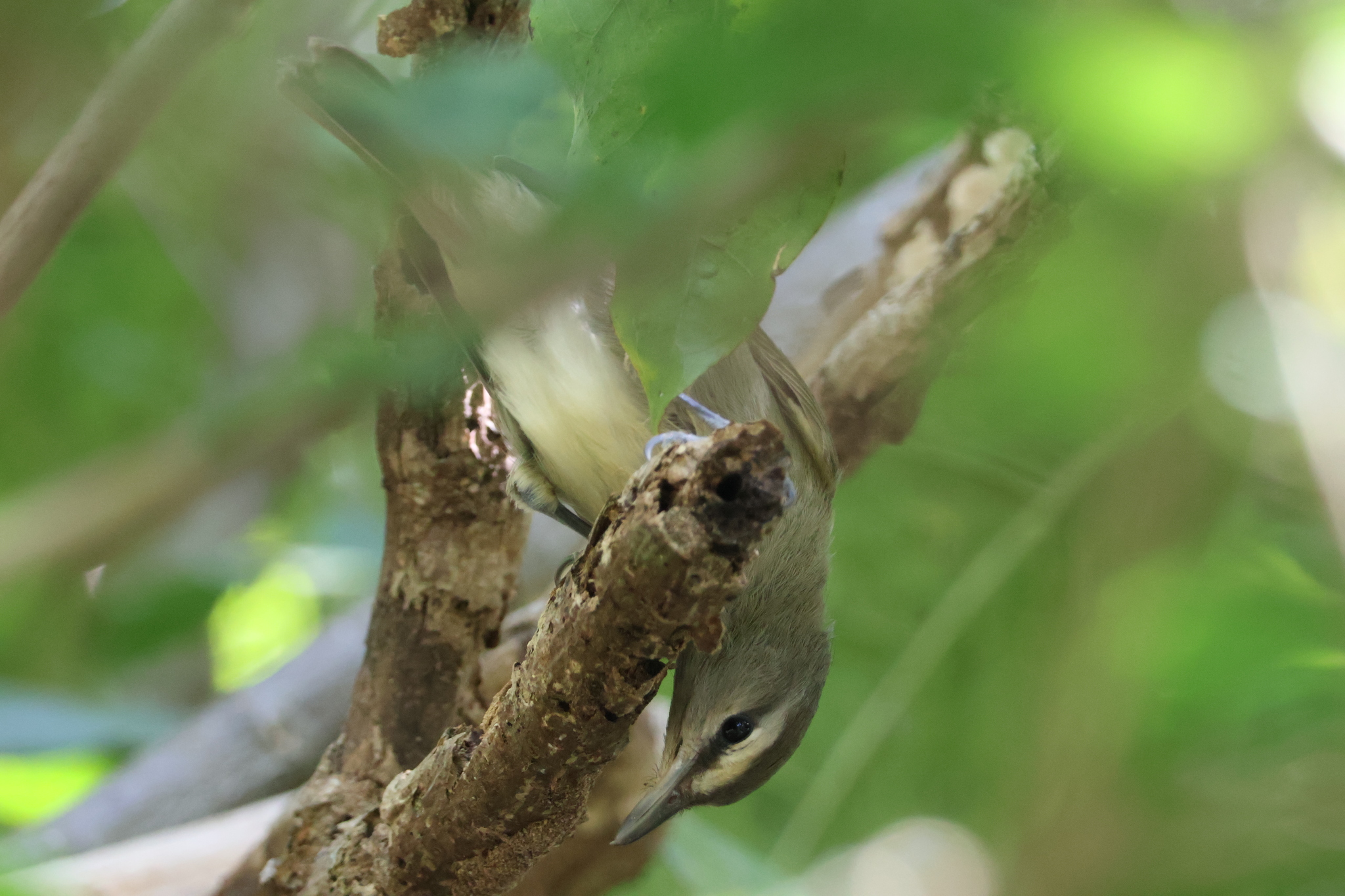 Yucatan Vireo (Vireo magister), photo 3