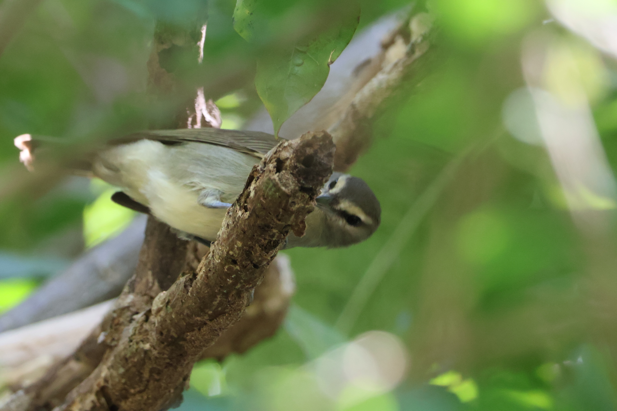 Yucatan Vireo (Vireo magister), photo 2