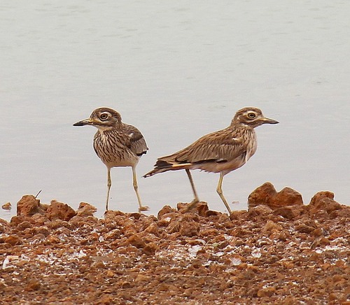 Senegal Thick-knee