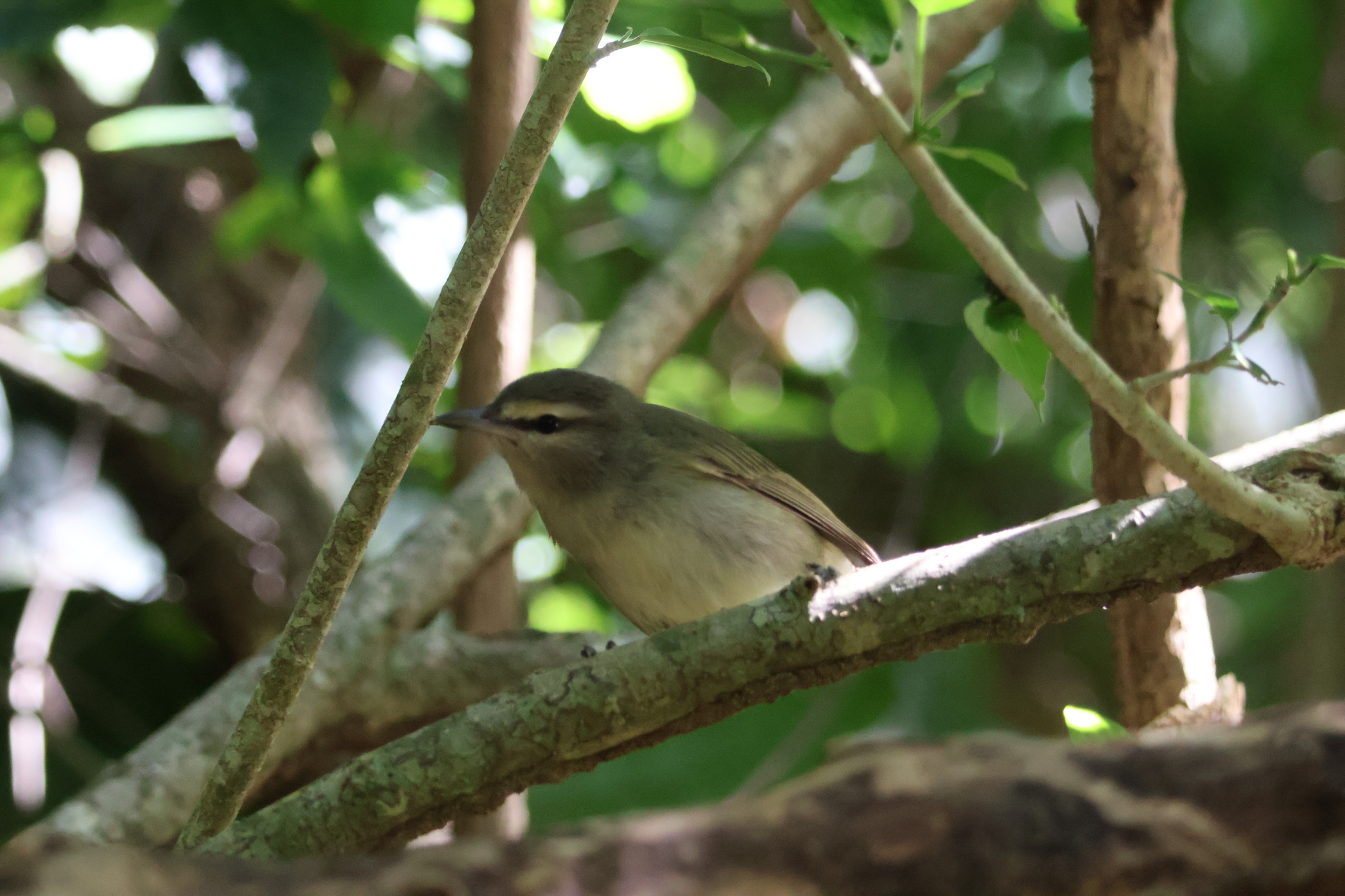Yucatan Vireo (Vireo magister), photo 1