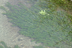 Lagarosiphon major