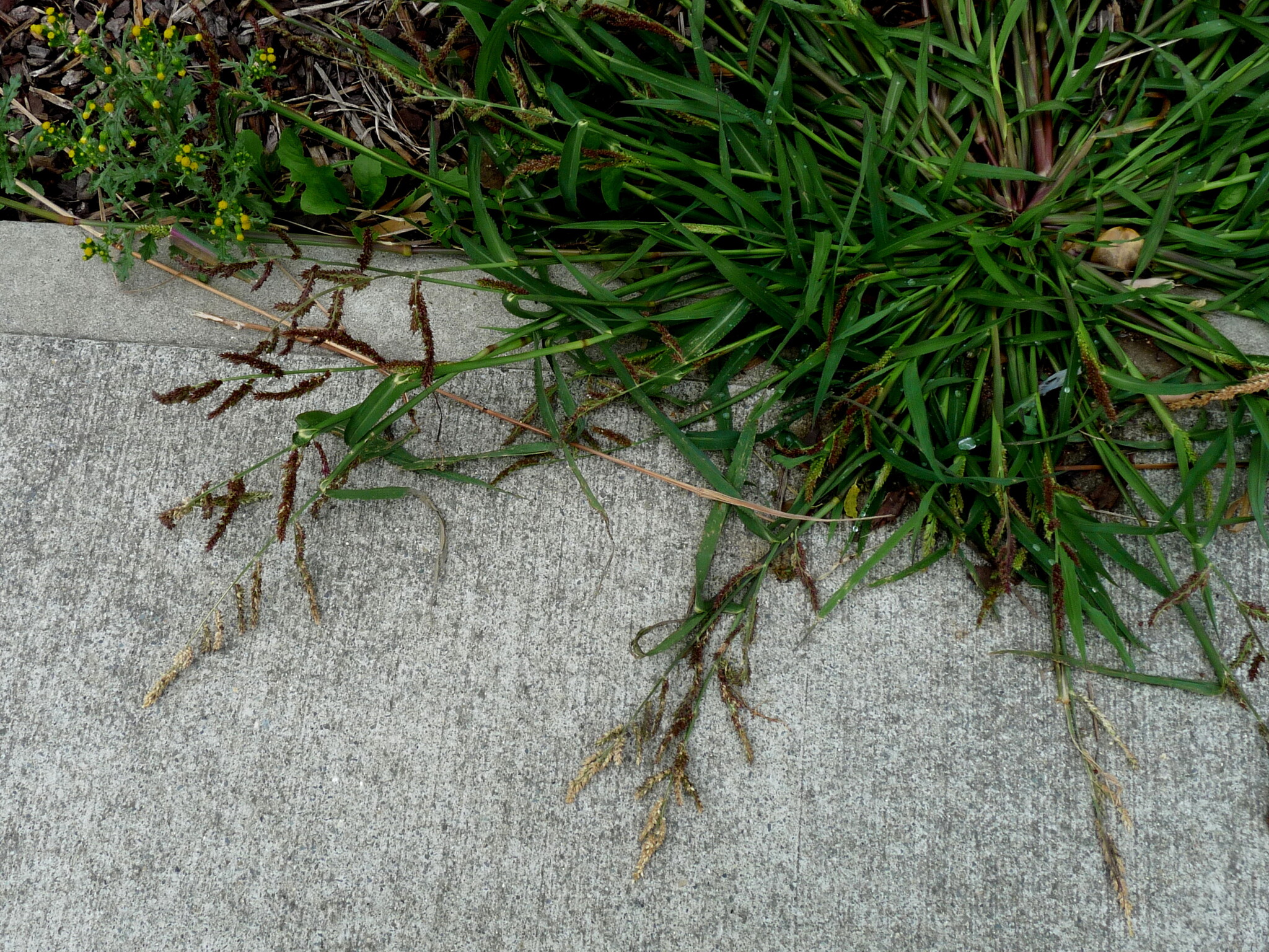 Barnyard grass
