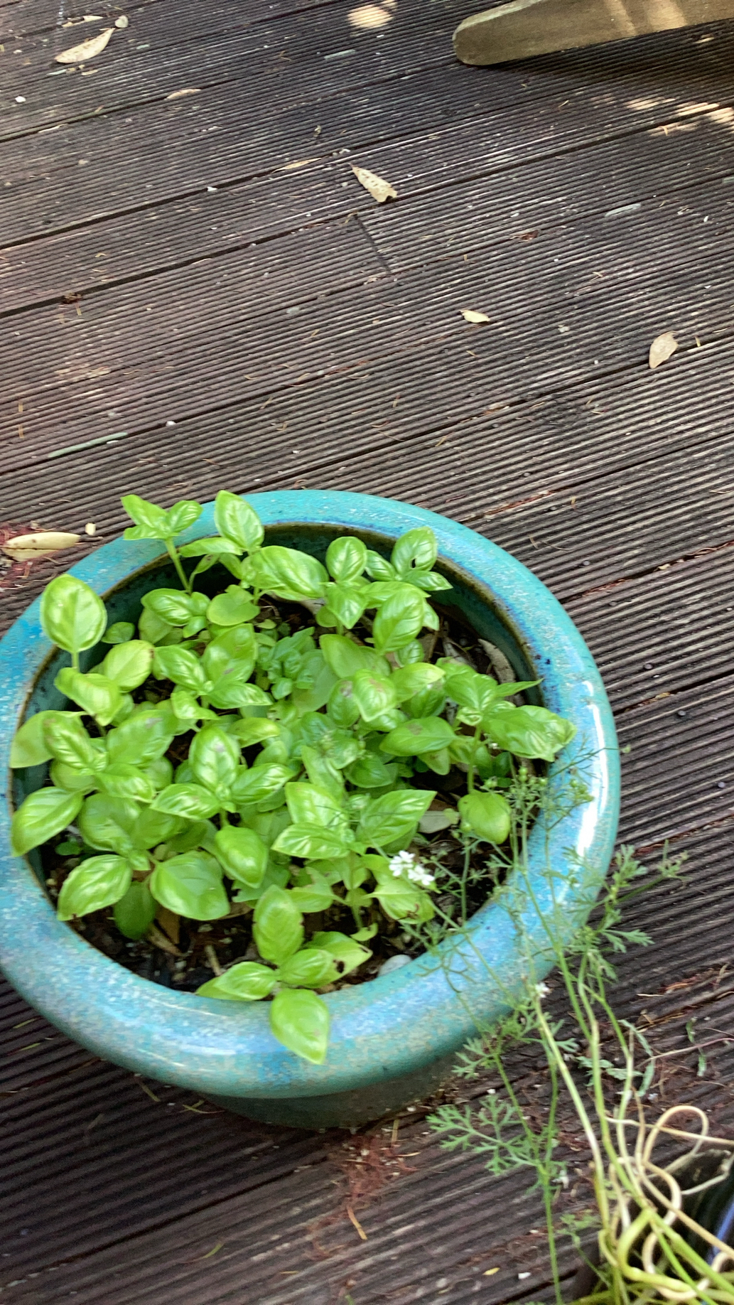 Hydroponic Basil