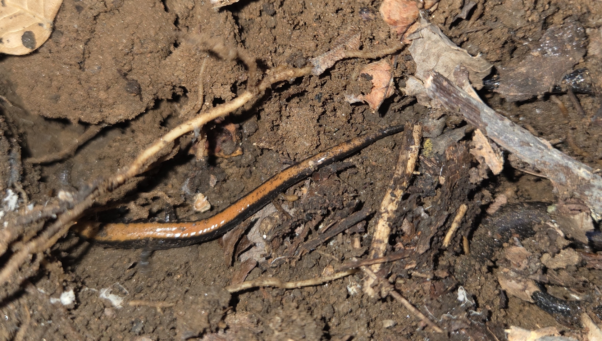 Plethodon cinereus (Green, 1818)