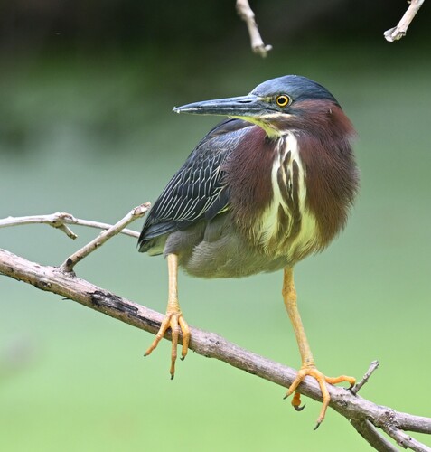 Green Heron photographed in Missouri