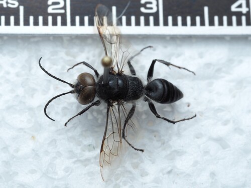 Astata unicolor photo 3