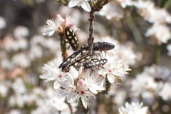 Castiarina parallela