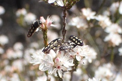 Castiarina parallela