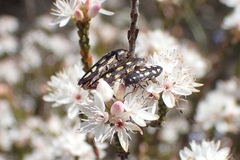 Castiarina parallela