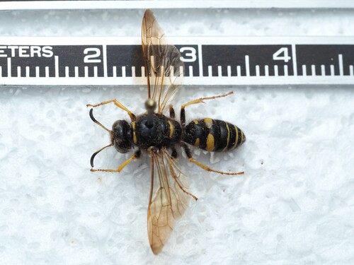 Sanborn's Beewolf photo 3