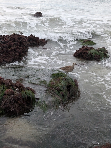 Hudsonian Whimbrel (Numenius hudsonicus), photo 5