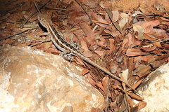 Chalarodon madagascariensis