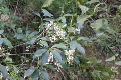 Chiococca pachyphylla