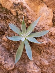 Dudleya saxosa collomiae