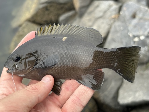 Opaaloogvis (Girella nigricans) — Kyphosidae — 2