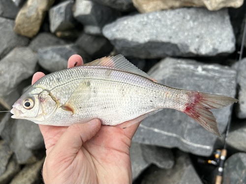 White seaperch (Phanerodon furcatus) — Embiotocidae