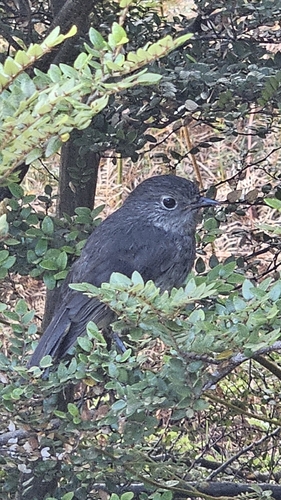 South Island Robin (Petroica australis)