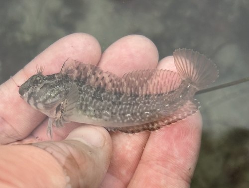 Notchbrow blenny (Hypsoblennius gilberti) — Blenniidae — 3