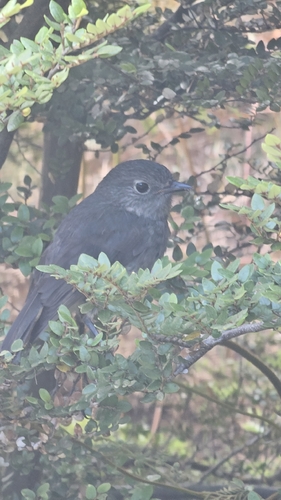 South Island Robin (Petroica australis), photo 2