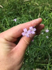 Epilobium pallidiflorum