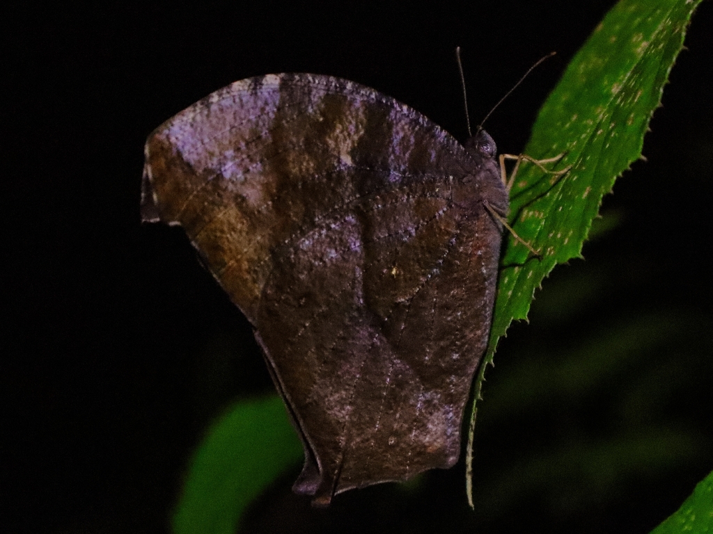 Melanitis phedima (Melanitis phedima)