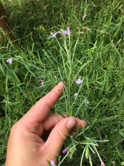 Epilobium pallidiflorum