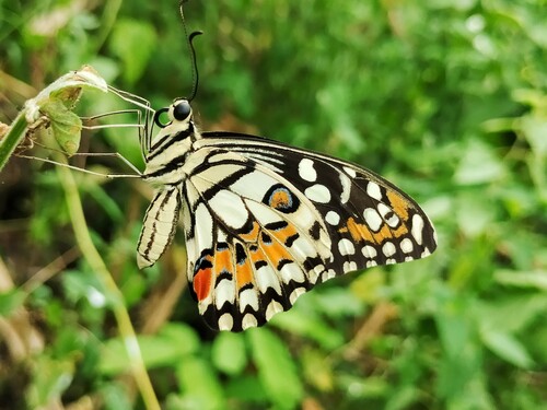 Papilio demoleus