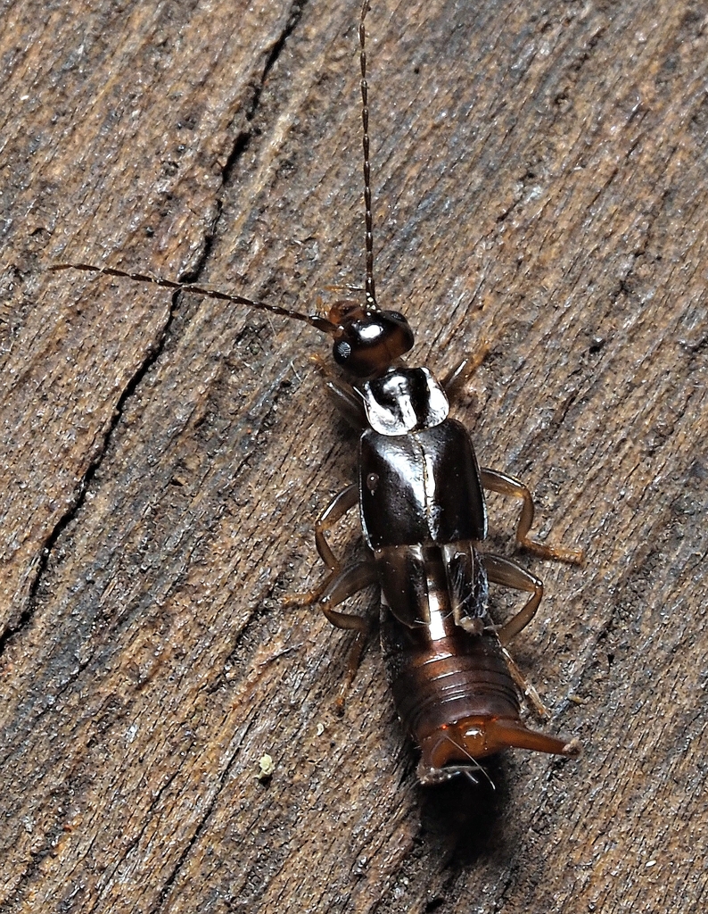 Nesogaster halli from Kalamunda WA, Australia on December 9, 2025 at 09 ...