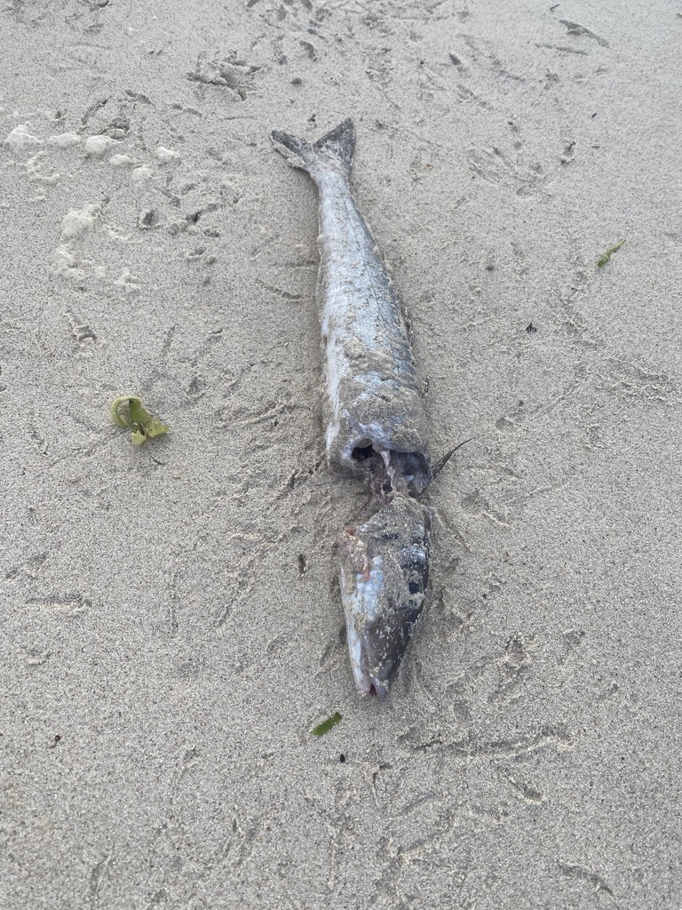 Australian whiting (Sillaginodes punctatus) — Sillaginidae