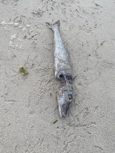 Australian whiting (Sillaginodes punctatus) — Sillaginidae