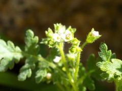 Eucrypta chrysanthemifolia bipinnatifida
