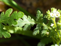 Eucrypta chrysanthemifolia bipinnatifida