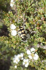 Castiarina simulata