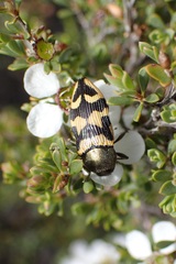 Castiarina simulata