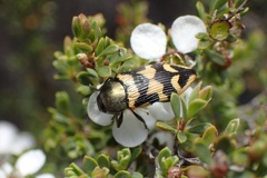 Castiarina simulata