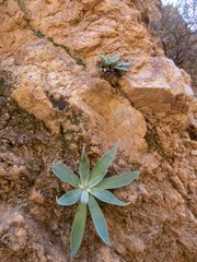 Dudleya saxosa collomiae