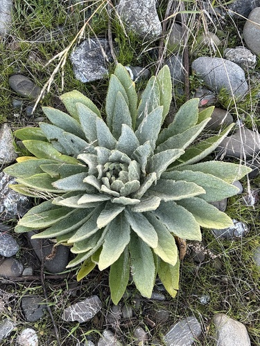Great Mullein