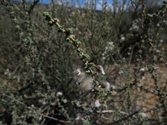 Eriocephalus ericoides