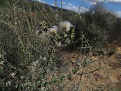 Eriocephalus ericoides