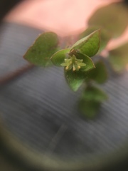 Nertera dichondrifolia