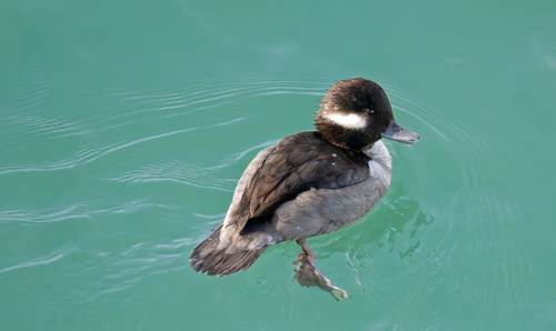 Bufflehead (Bucephala albeola), photo 7