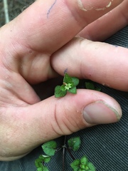 Nertera dichondrifolia