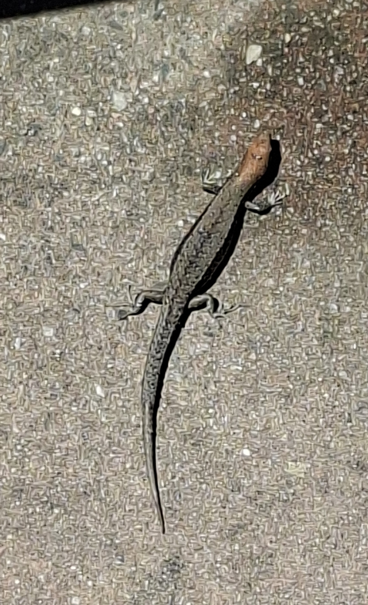 Lampropholis guichenoti (Duméril & Bibron, 1839)