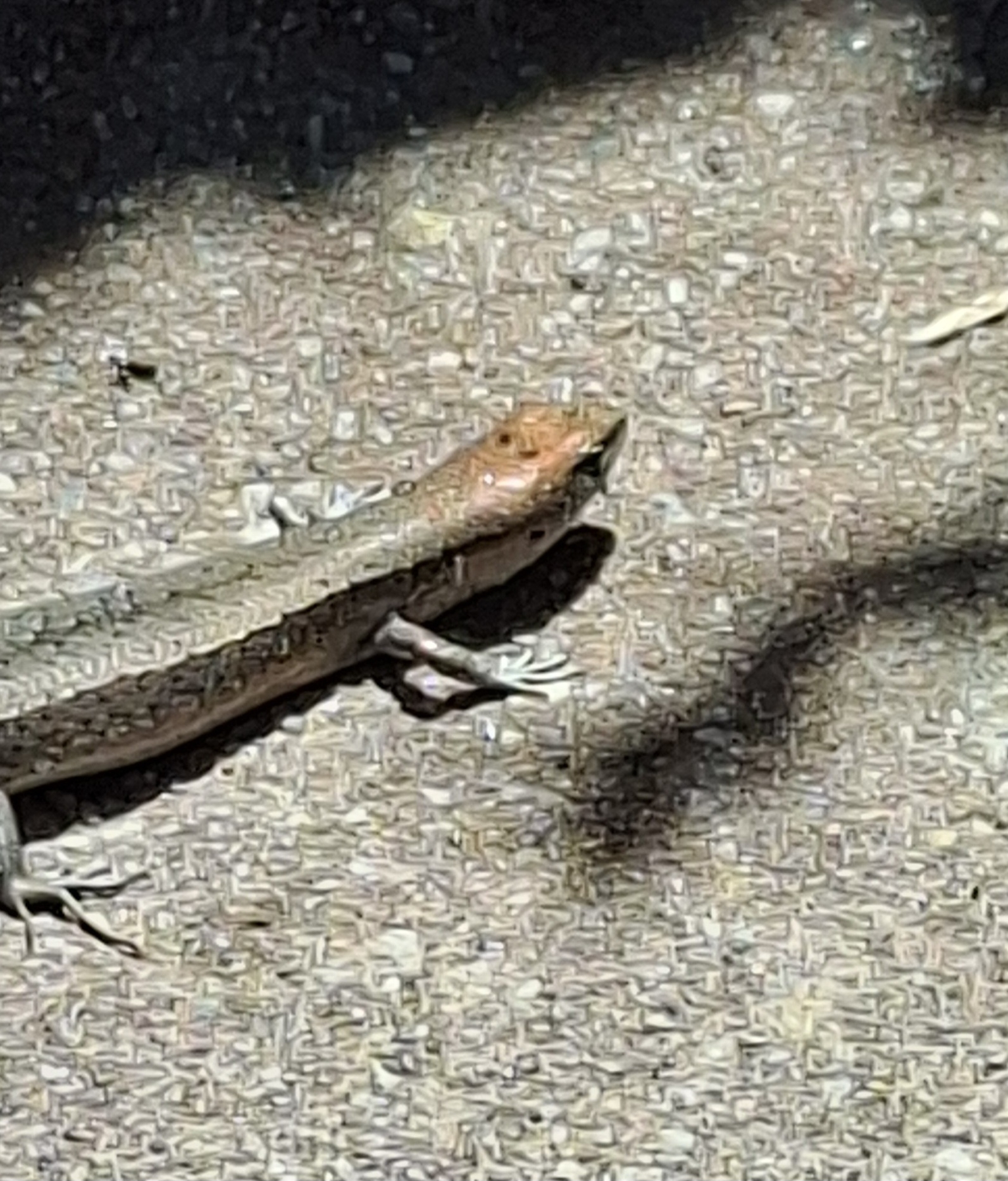 Lampropholis guichenoti (Duméril & Bibron, 1839)