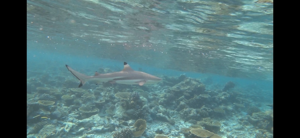 Black fin reef shark (Carcharhinus melanopterus) — Carcharhinidae