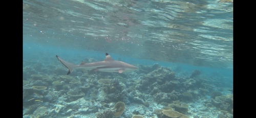 Black fin reef shark (Carcharhinus melanopterus) — Carcharhinidae
