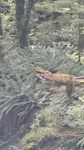 Tomtit (Petroica macrocephala)